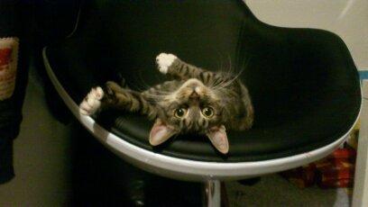 Blanding af racer Tøsen billede 1