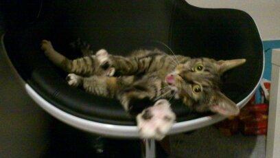 Blanding af racer Tøsen billede 19