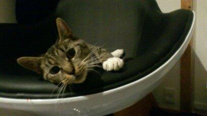 Blanding af racer Tøsen billede 20