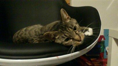 Blanding af racer Tøsen billede 21