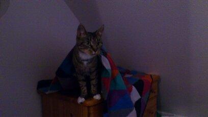 Blanding af racer Tøsen billede 22