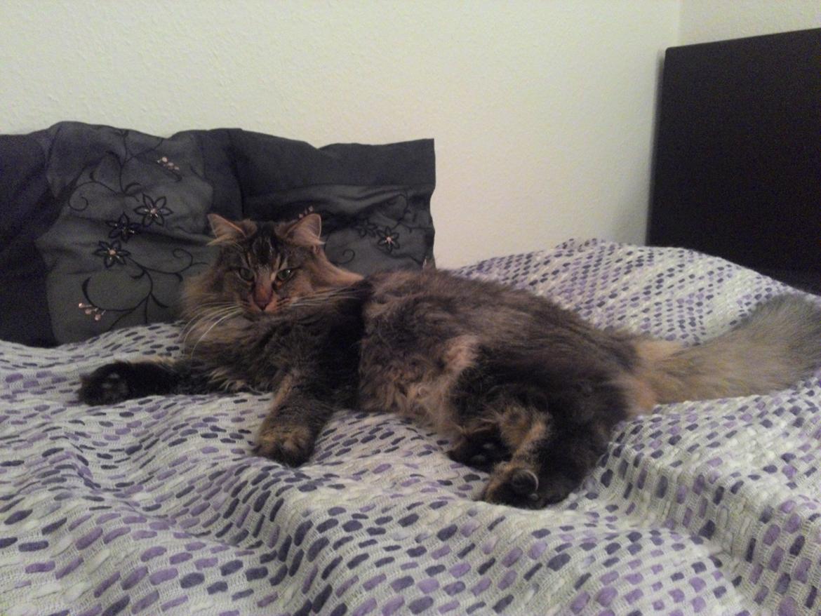 Norsk Skovkat Sofiebo`s Bastian billede 13