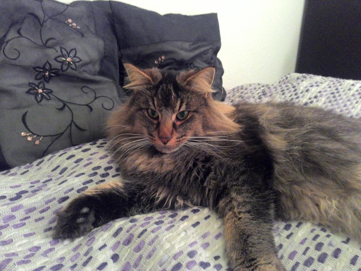 Norsk Skovkat Sofiebo`s Bastian billede 14