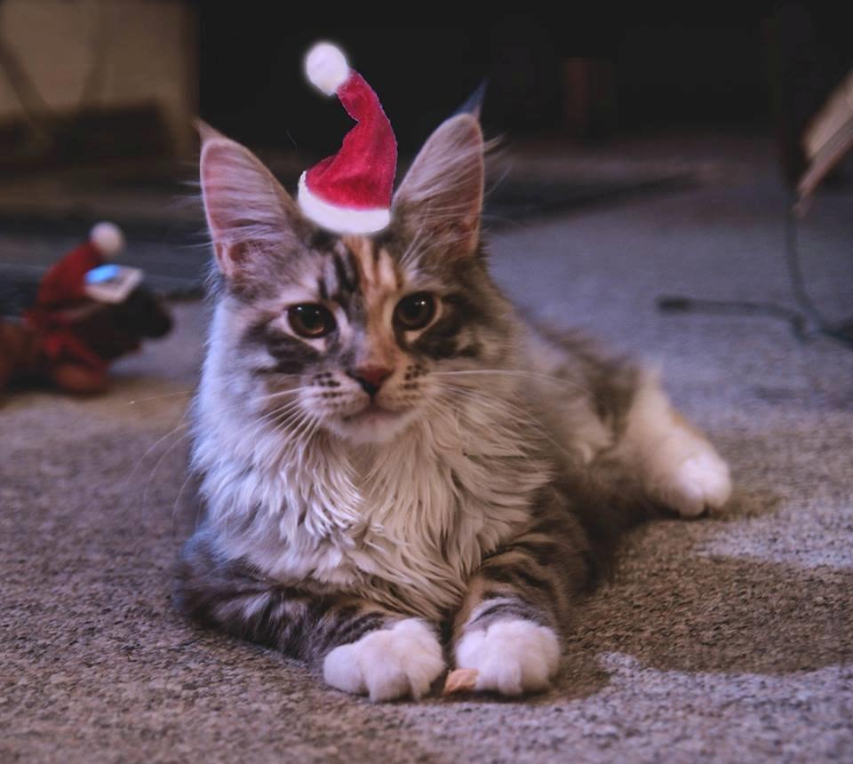 Blanding af racer Chili - En lille nisse... 18 uger :)  billede 1