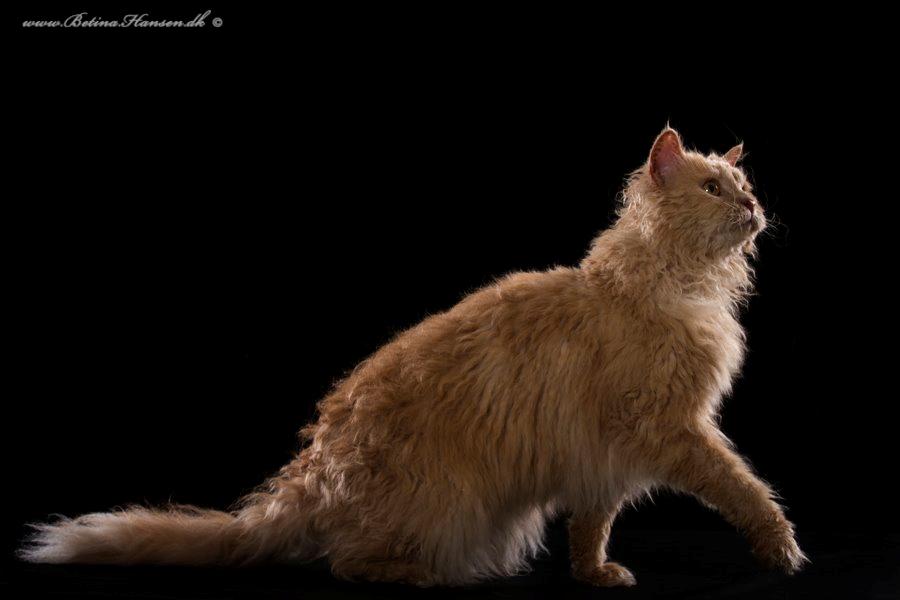 Selkirk Rex  DGC/ TGCA Lykken Curly Ronja - Ronja hos fotograf Betina Hansen billede 29