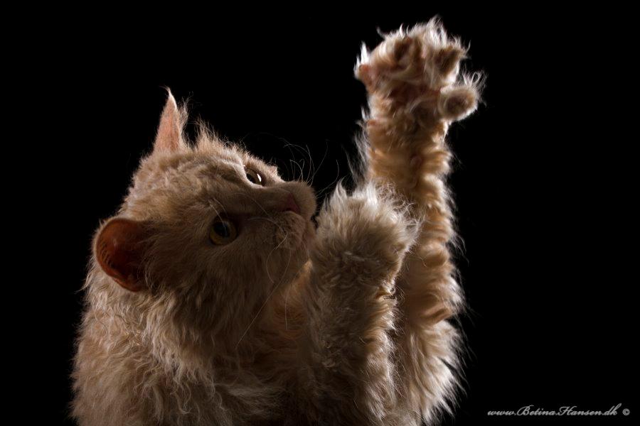 Selkirk Rex  DGC/ TGCA Lykken Curly Ronja - Ronja hos fotograf Betina Hansen billede 4