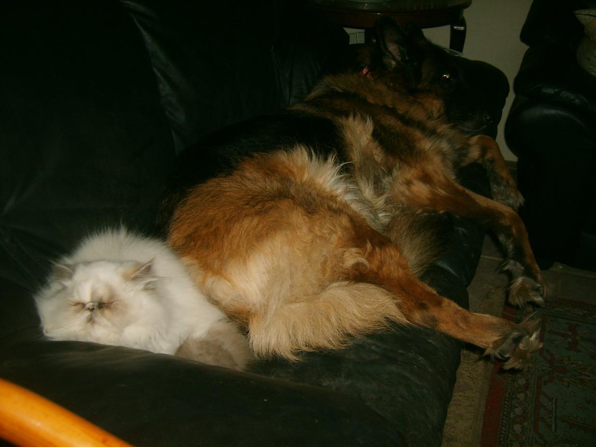 Colorpoint Babalou's Ally - Ally putter bag rumpen af Sprite.... billede 2