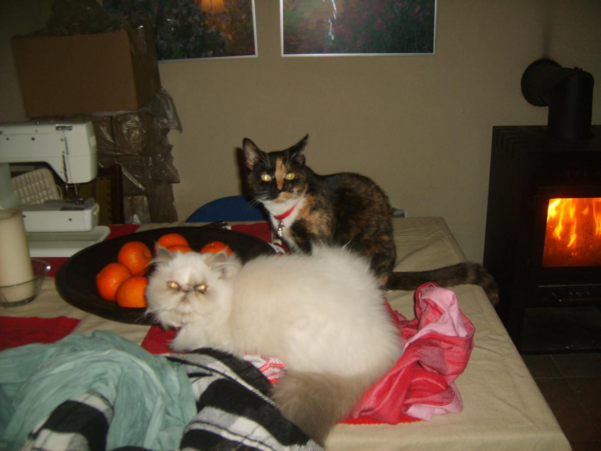 Colorpoint Babalou's Ally - Ally og Dixie billede 3