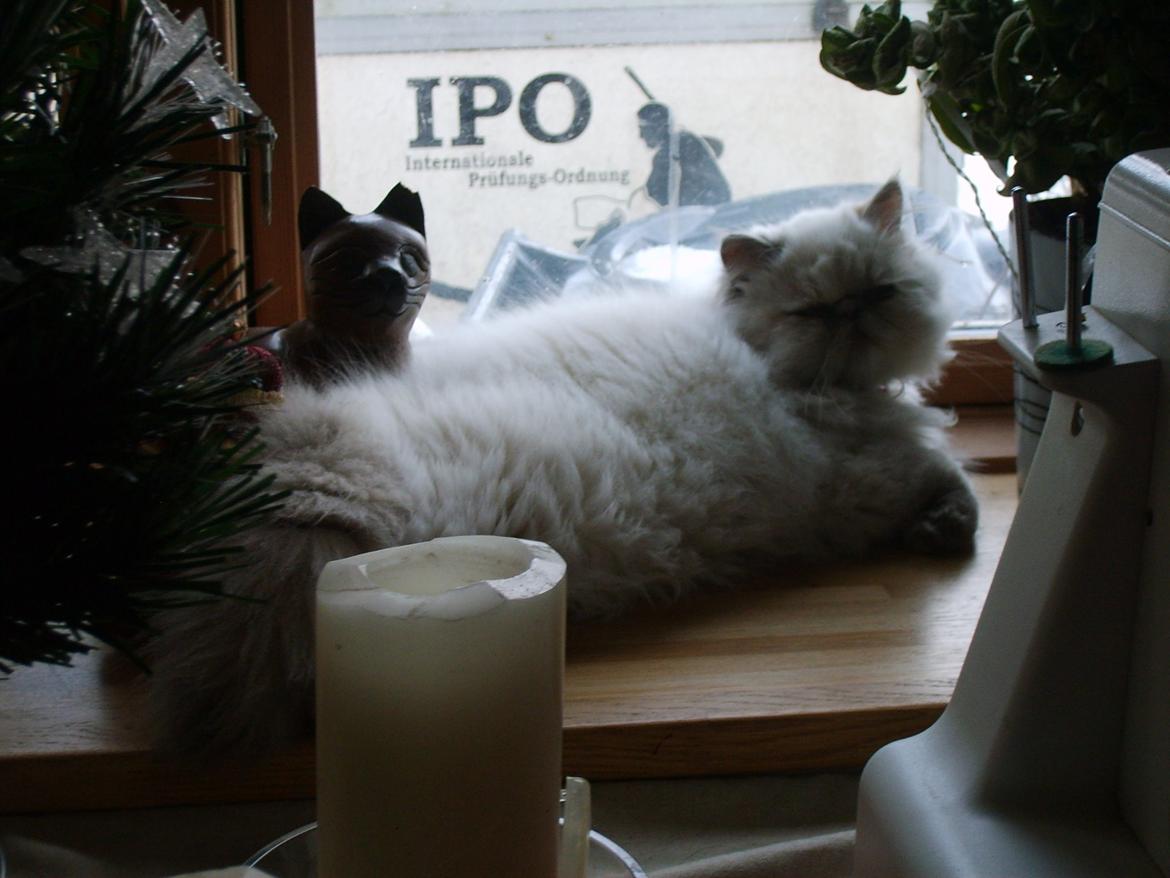 Colorpoint Babalou's Ally - Dronningen af vinduet billede 4