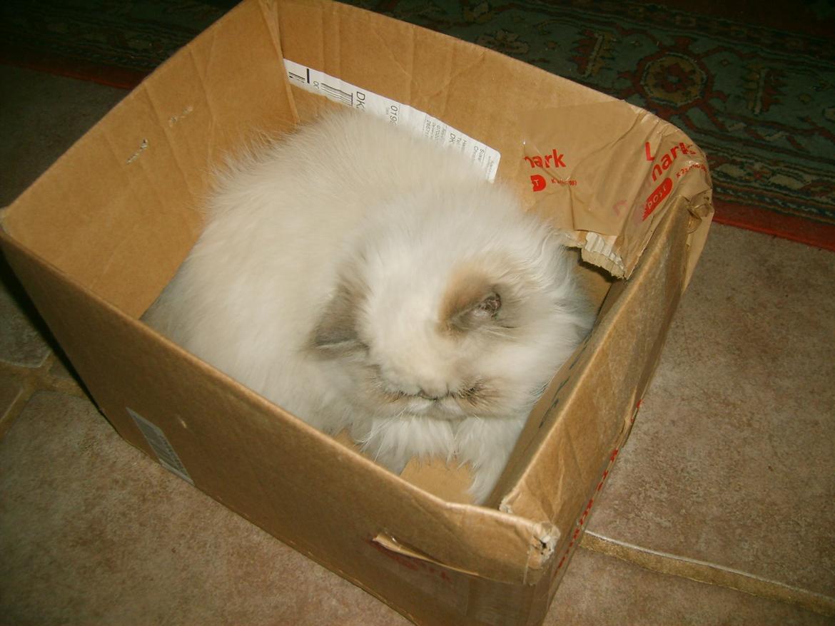 Colorpoint Babalou's Ally - Der er ikke noget bedre end papkasser billede 5