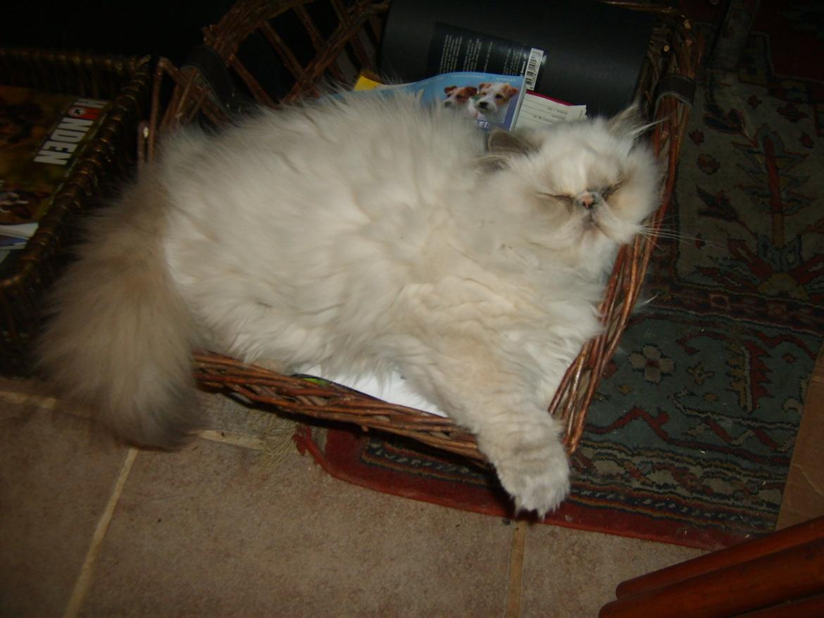 Colorpoint Babalou's Ally - Så sød billede 6