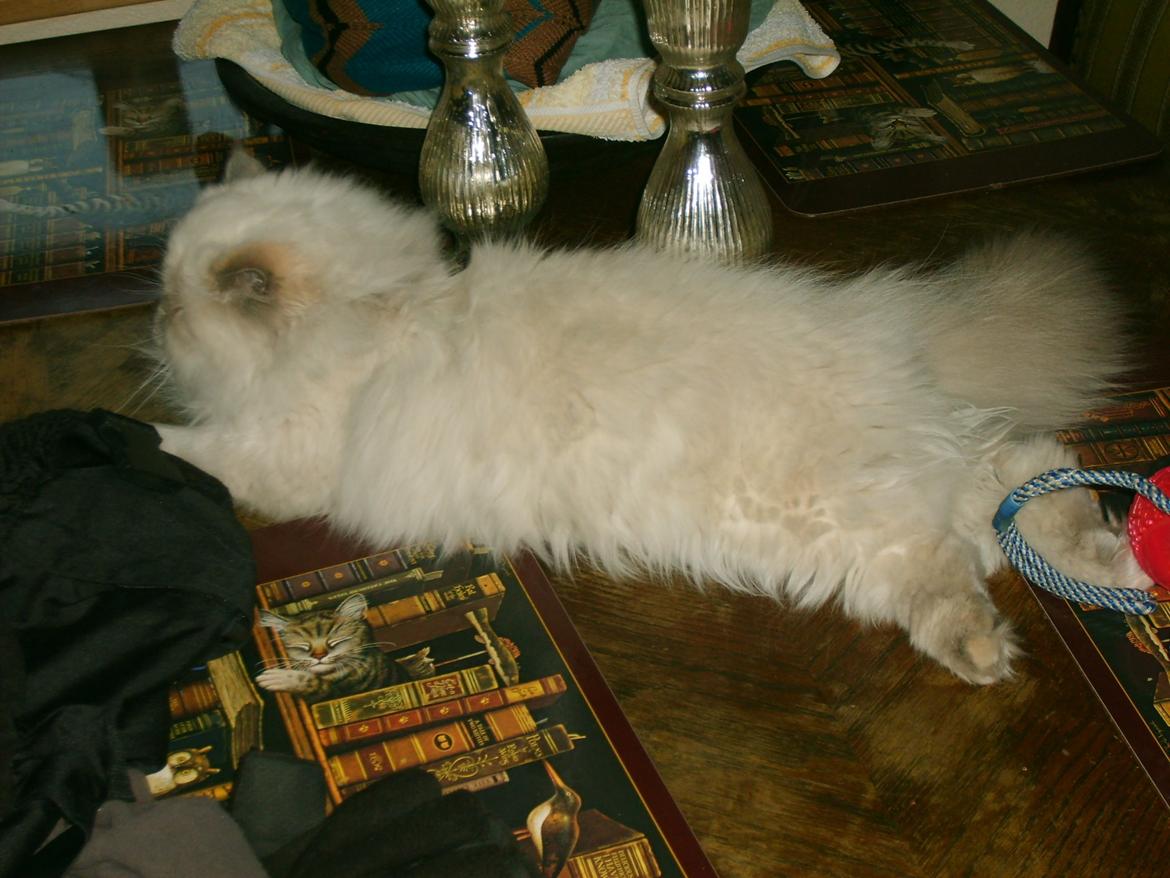 Colorpoint Babalou's Ally - Lille pelsbold.... billede 7