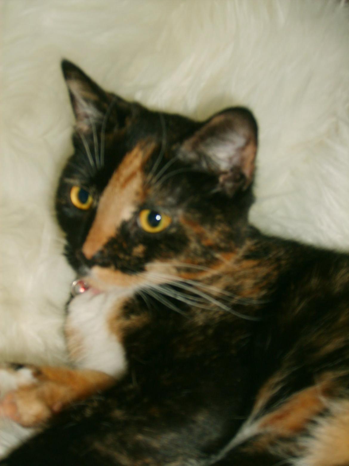 Huskat Dixie - Lille smukke Dixie billede 1