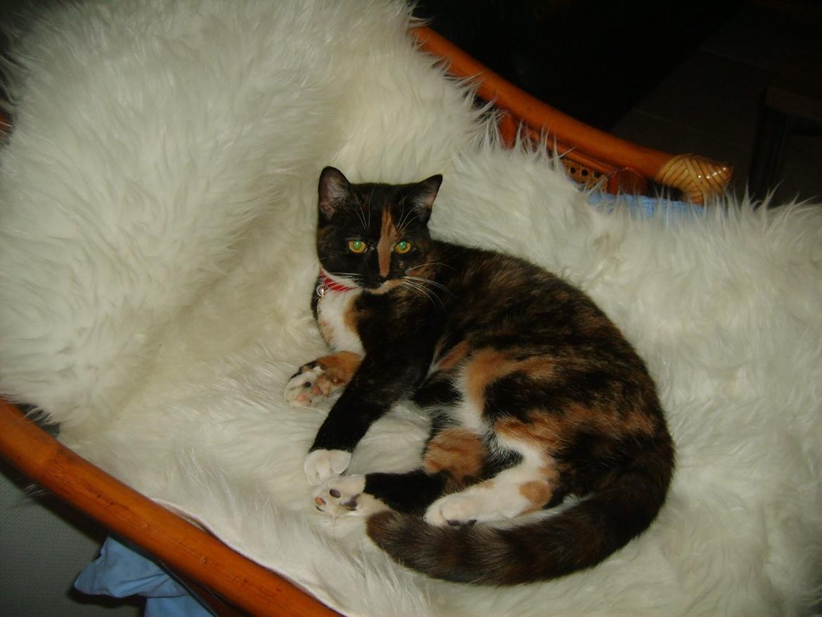 Huskat Dixie - Putter billede 2