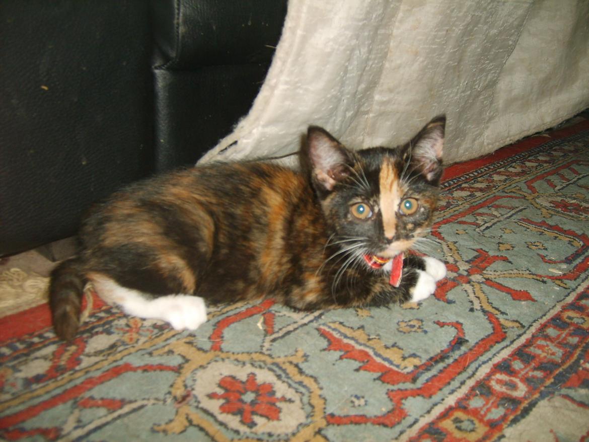 Huskat Dixie billede 4