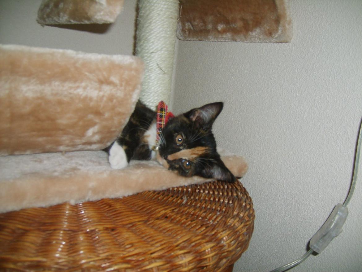 Huskat Dixie billede 5