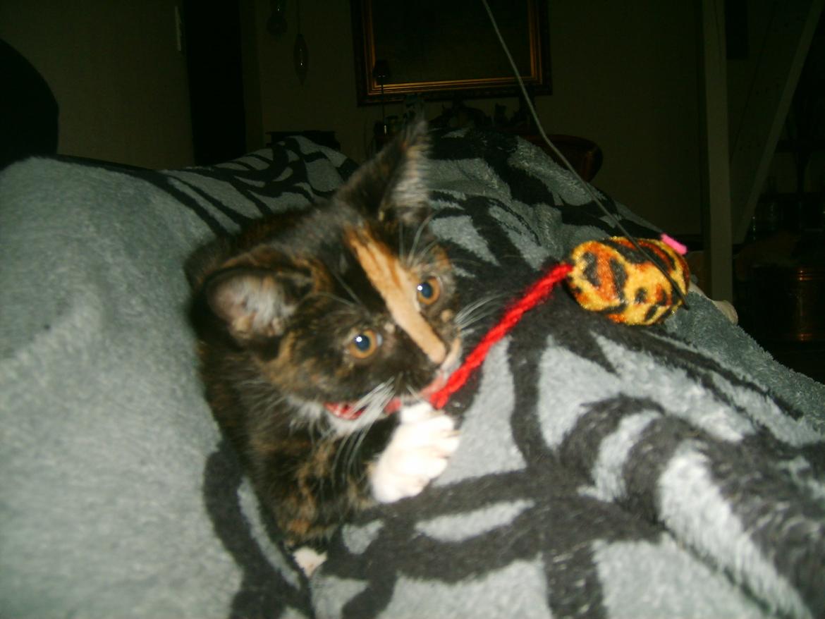 Huskat Dixie billede 6