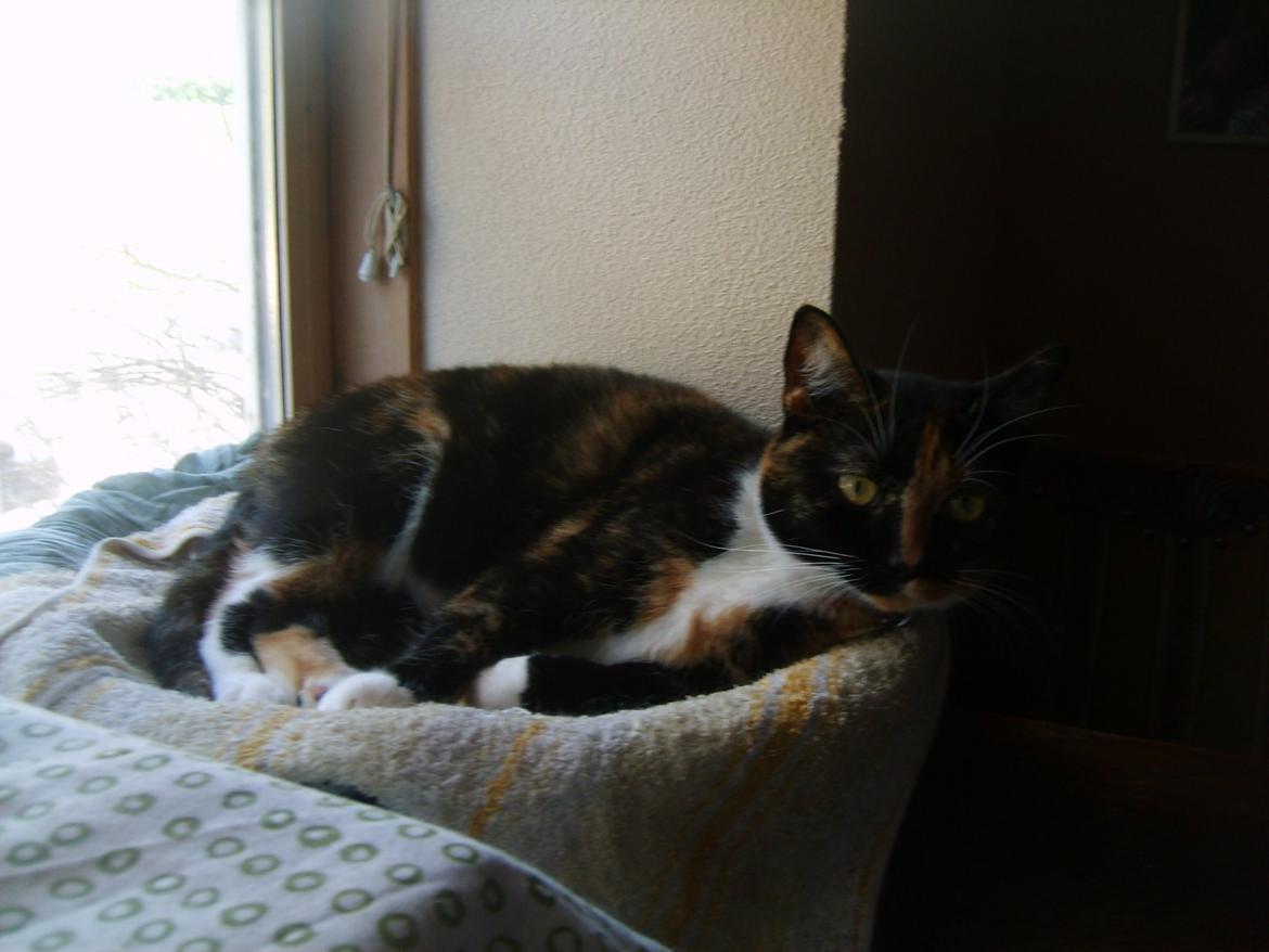 Huskat Dixie billede 7