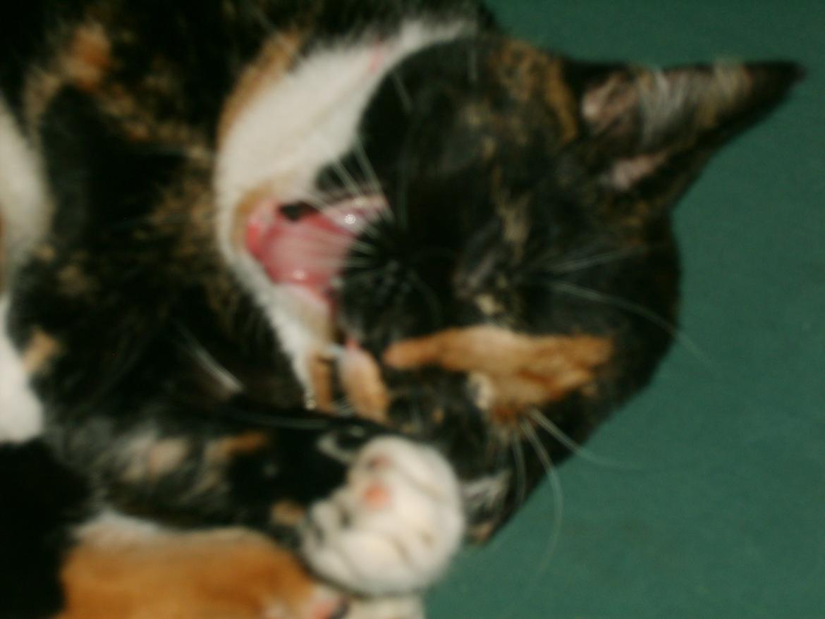 Huskat Dixie billede 8