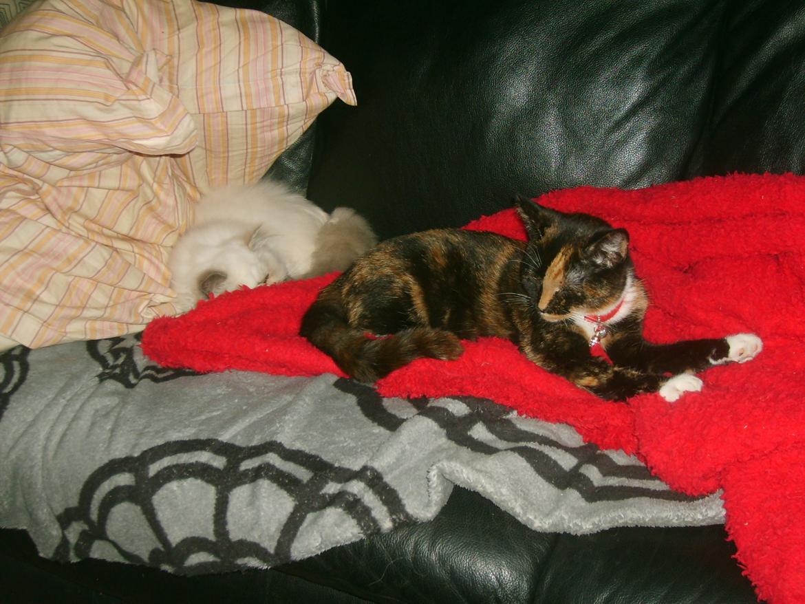 Huskat Dixie billede 9