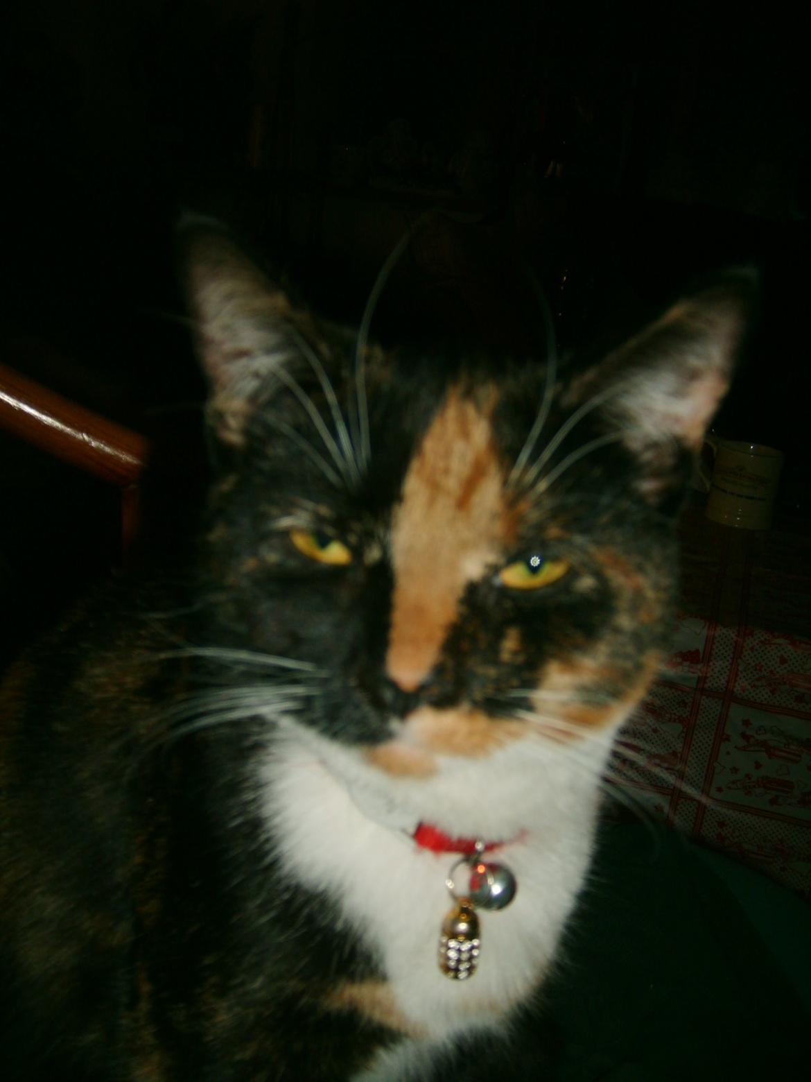 Huskat Dixie billede 10