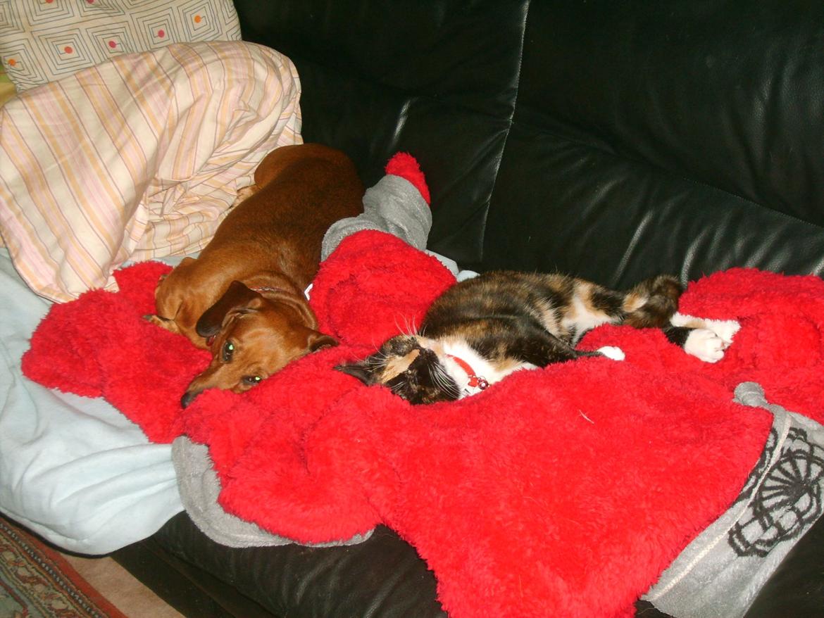 Huskat Dixie billede 11