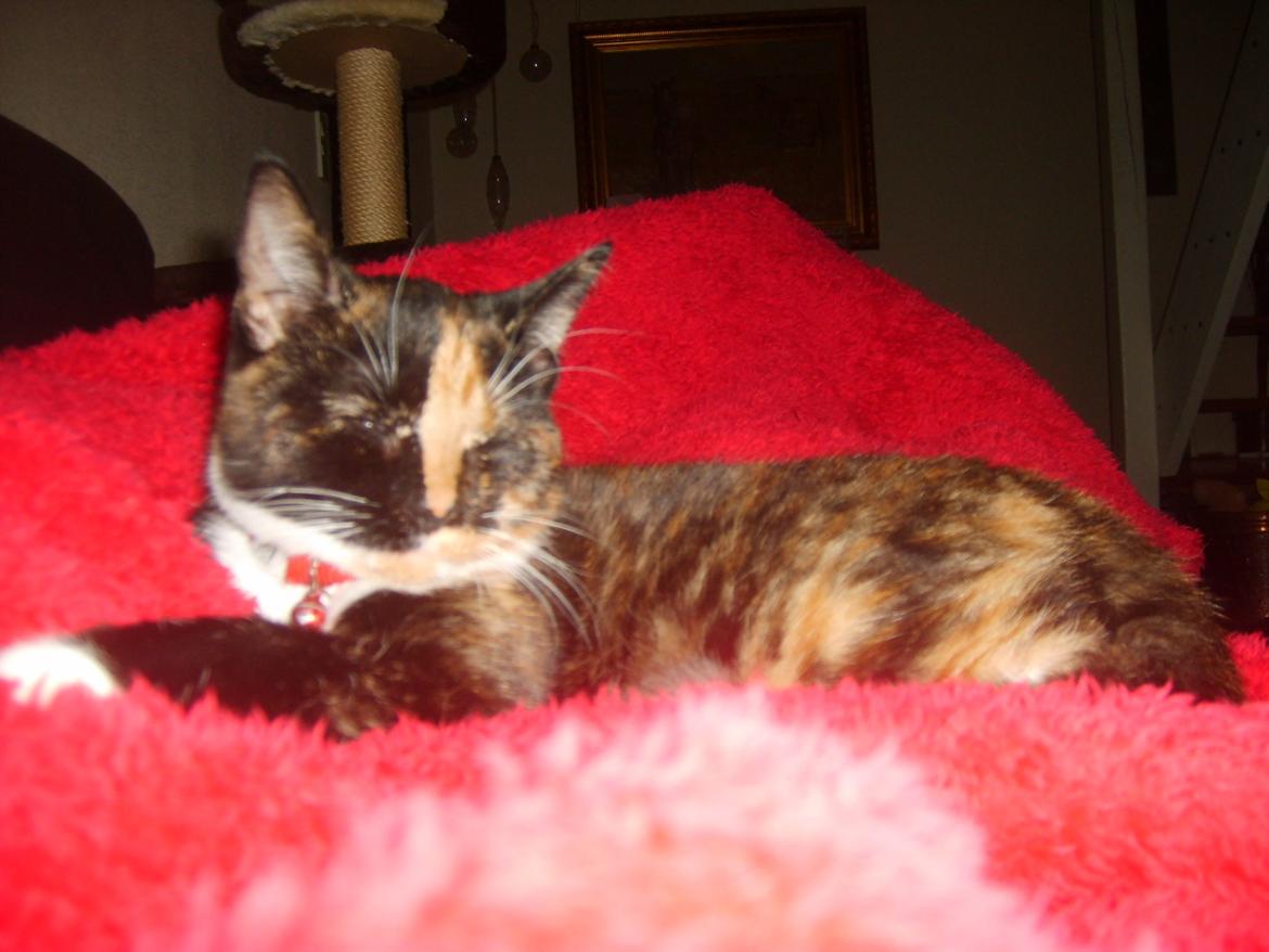 Huskat Dixie billede 12