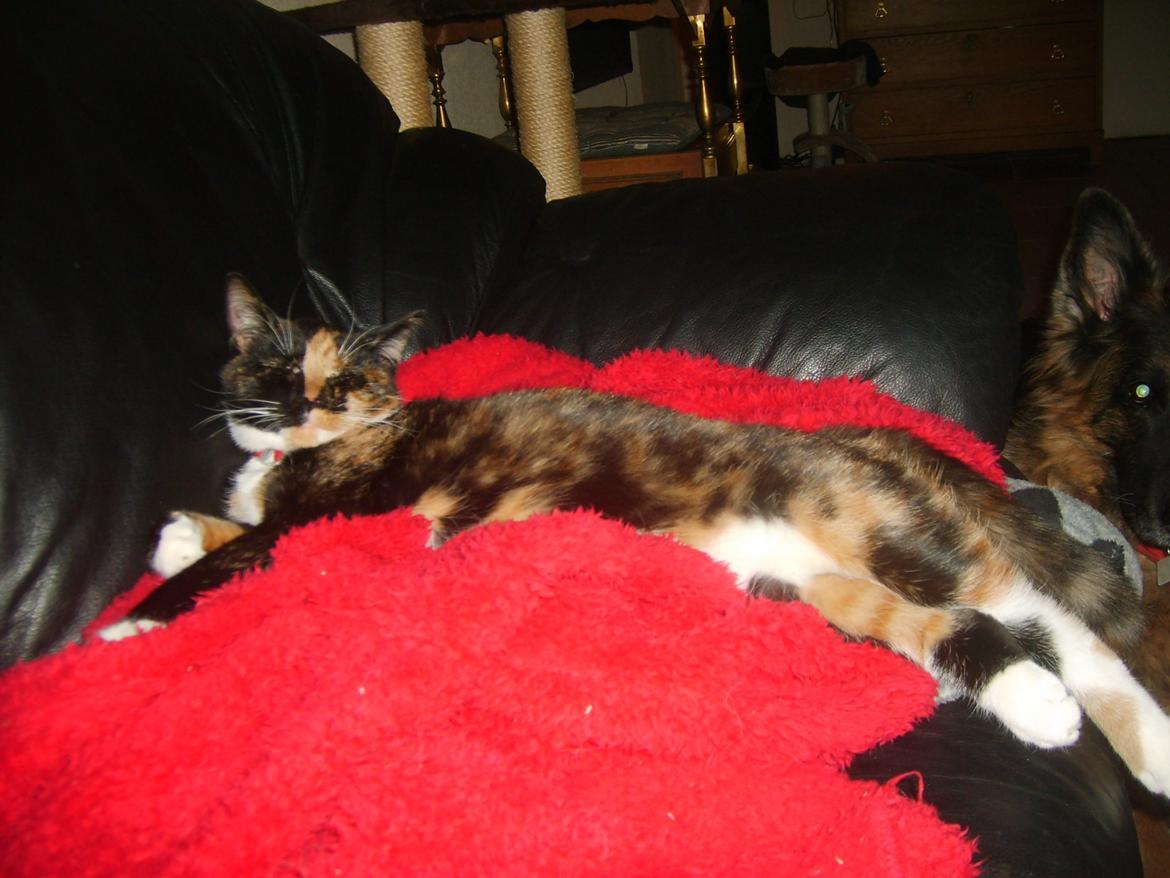 Huskat Dixie billede 13