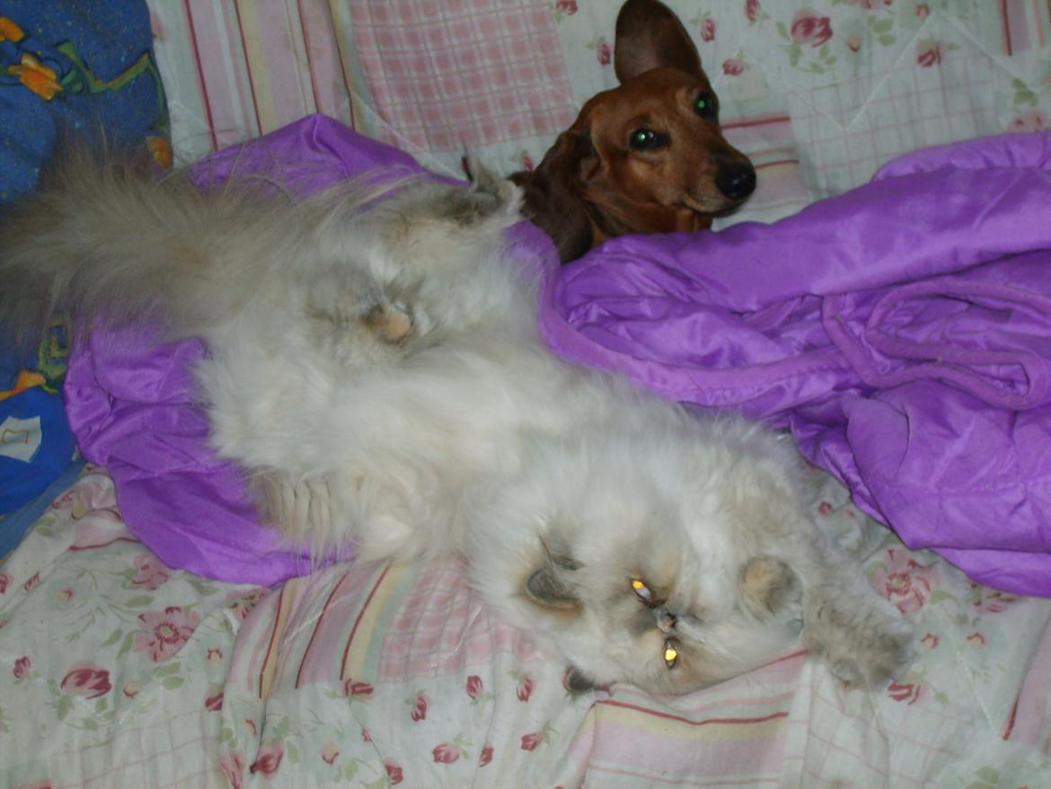 Colorpoint Babalou's Ally - Hygge med Luna billede 8