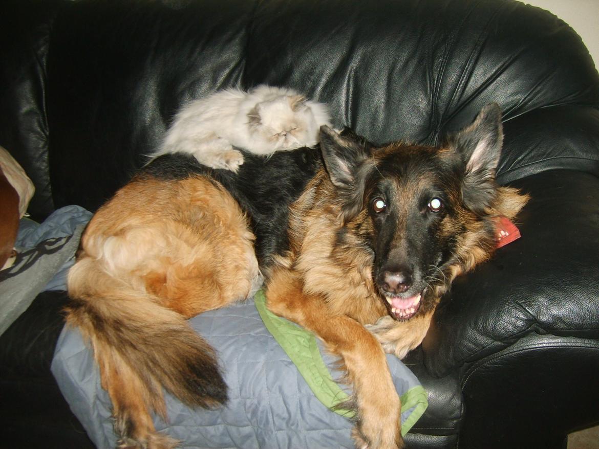 Colorpoint Babalou's Ally - Sprite var en dejlig tryghed at putte hos , da man kom småfuld hjem fra dyrlægen efter at være blevet steriliseret , og ikke kunne forstå at det hele snurrede..... billede 9