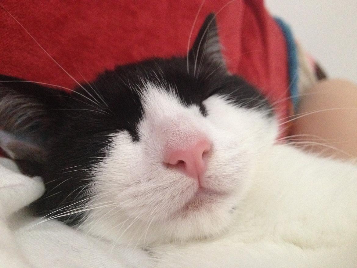 Huskat Betha billede 1