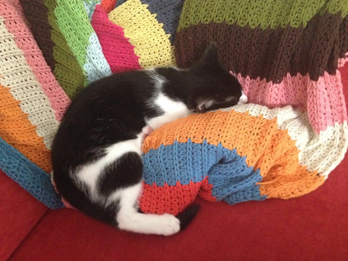 Huskat Betha billede 2