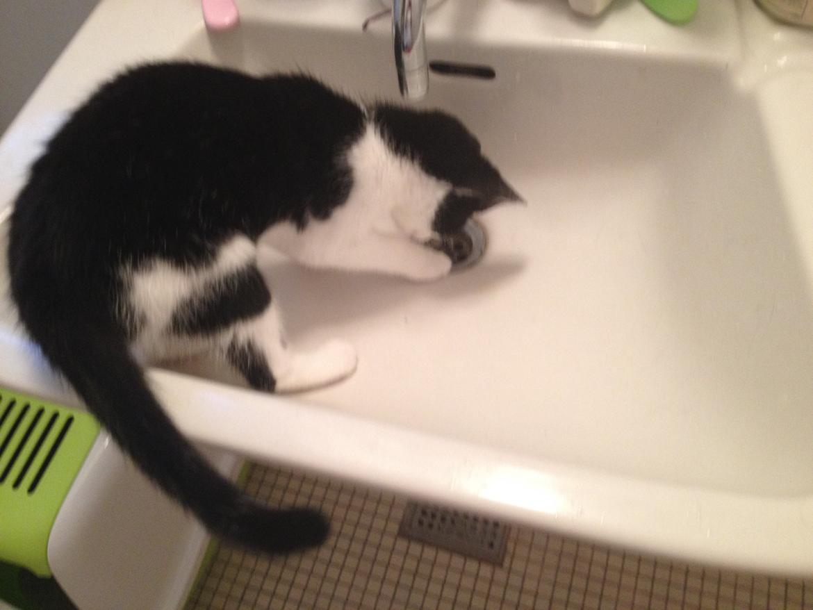 Huskat Betha - Bertha elsker bare at lege med vand! billede 3