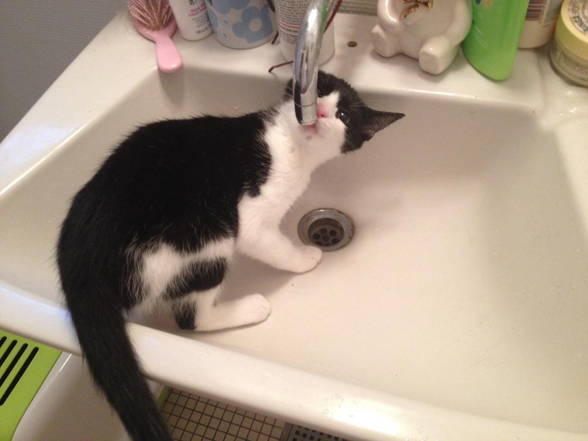 Huskat Betha billede 4