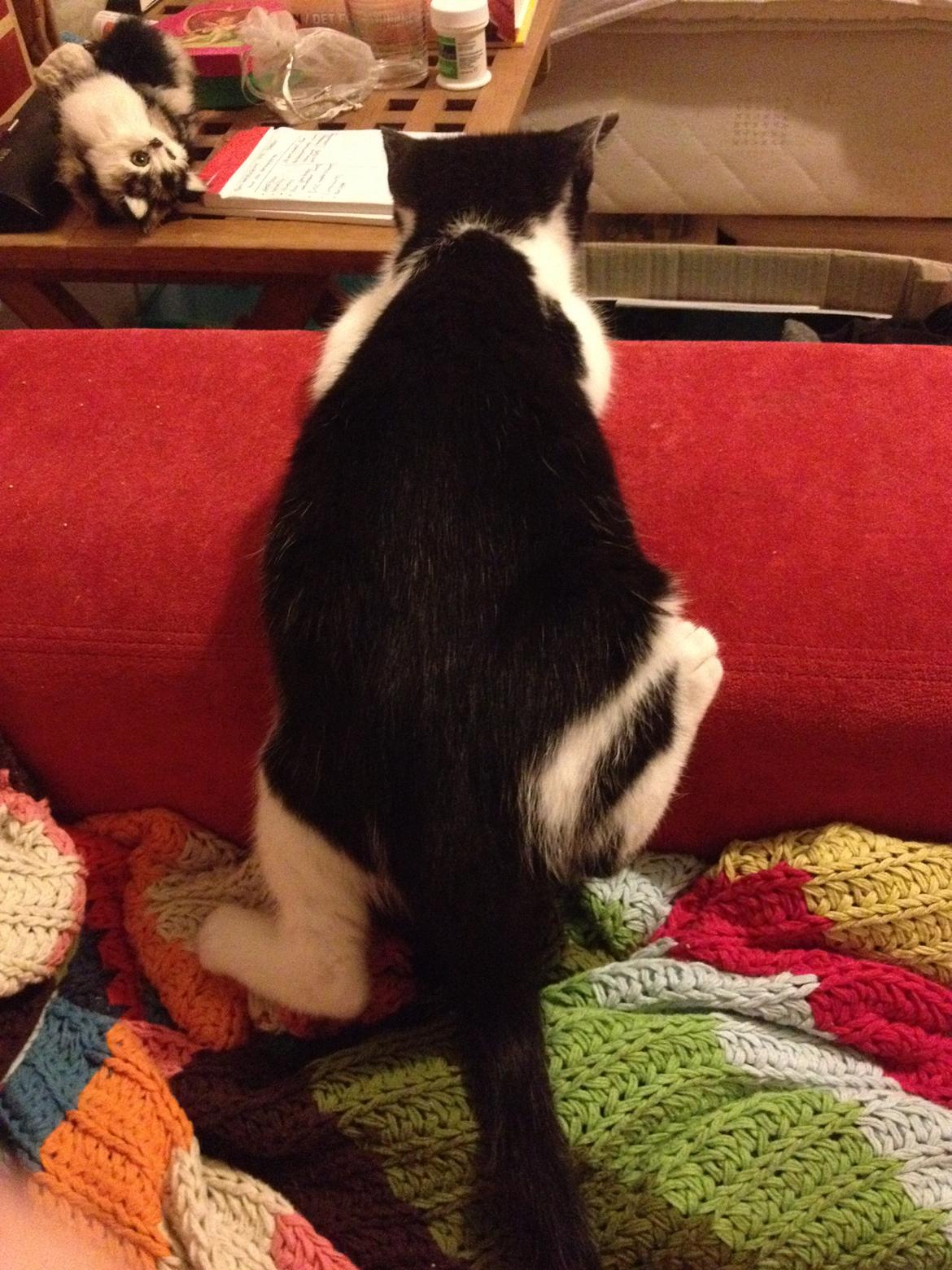 Huskat Betha billede 5