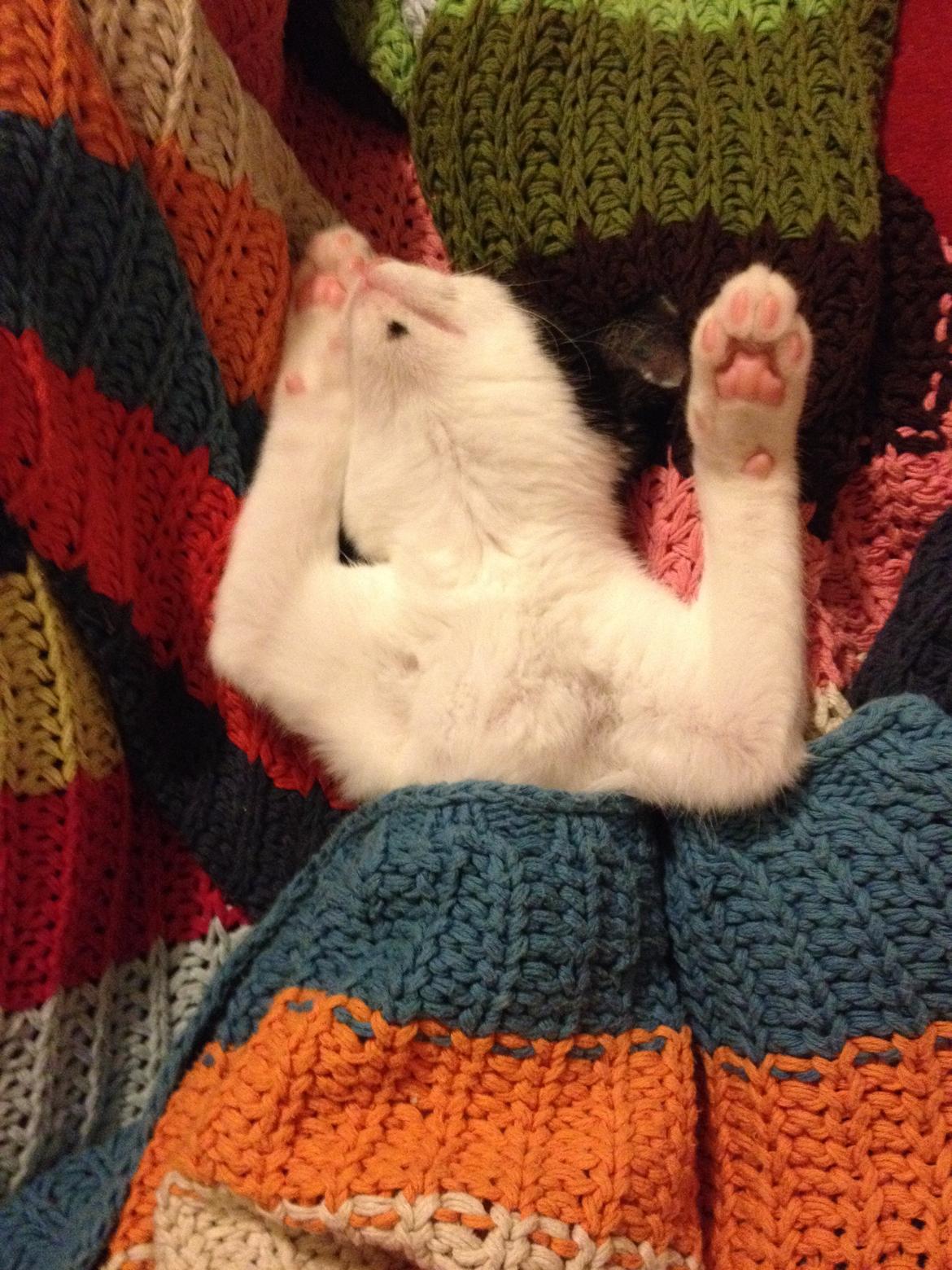 Huskat Betha - Som hun sover bedst. billede 6