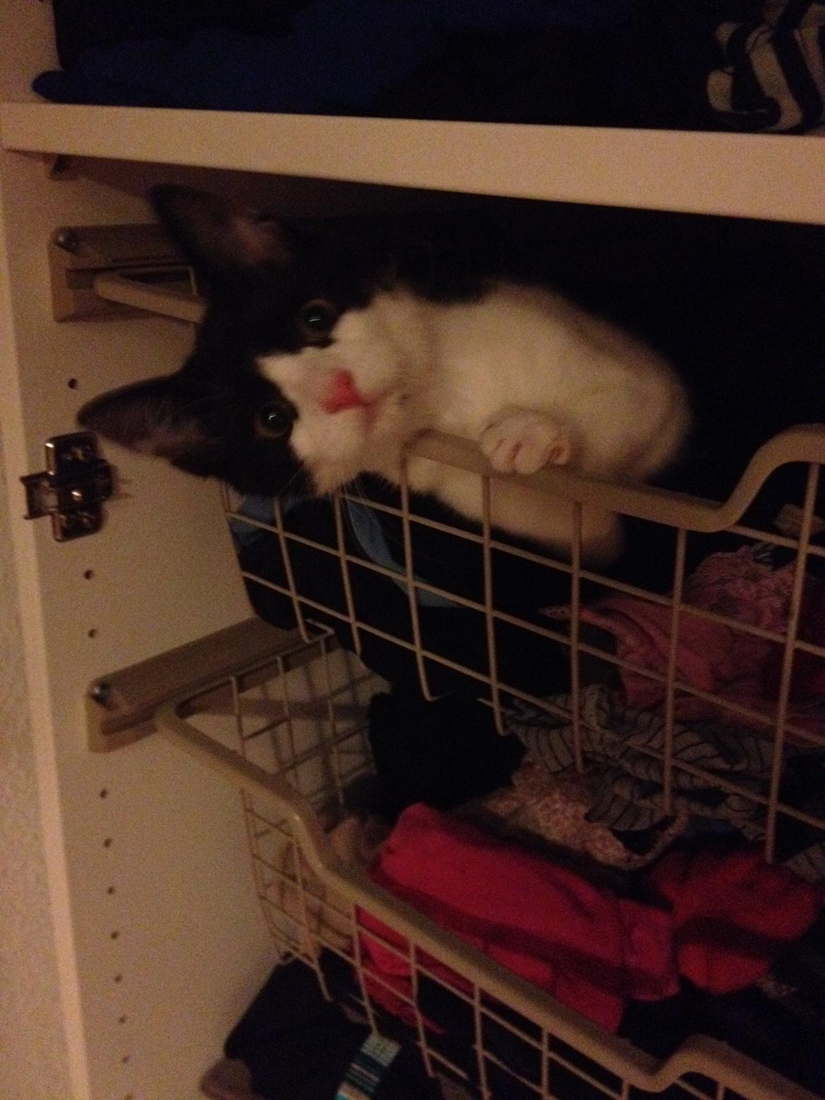 Huskat Betha - Tror godt hun viste hun var kommet på afveje :D billede 7