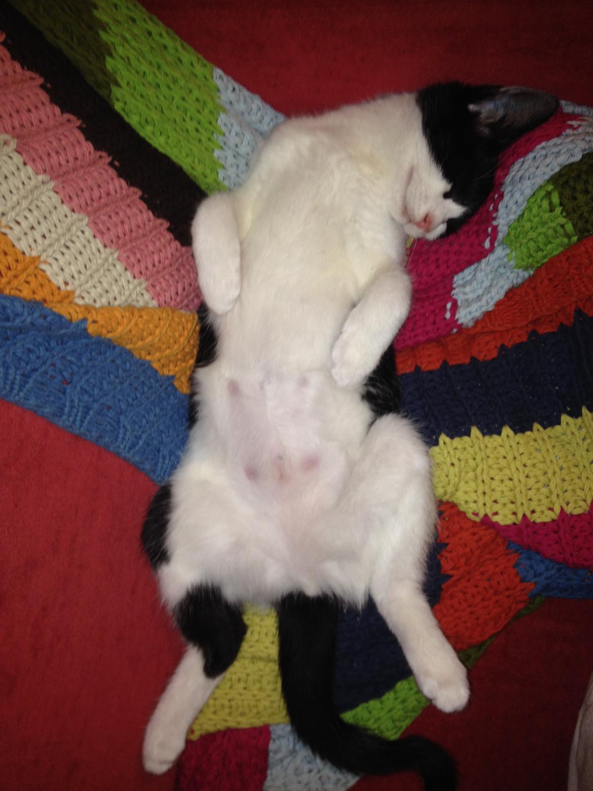 Huskat Betha billede 8