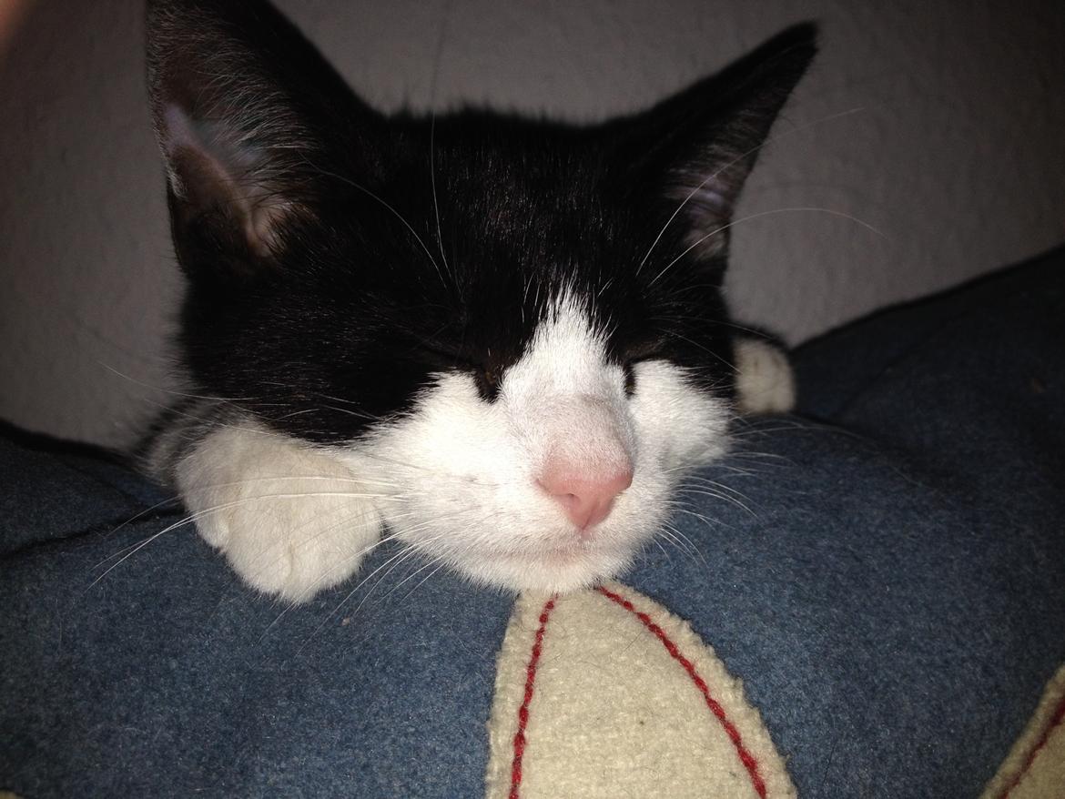 Huskat Betha billede 9