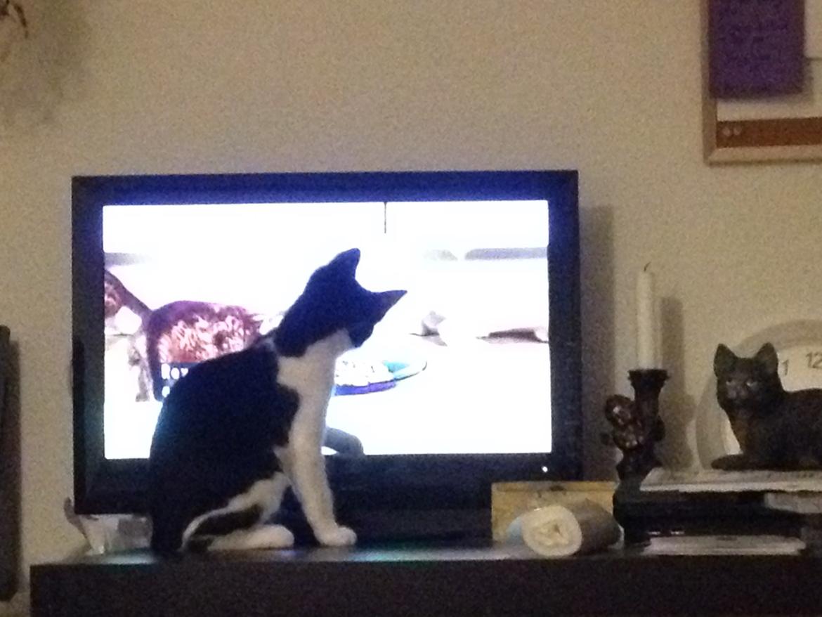 Huskat Betha - Hun syntes tv'et var vildt spændende billede 10