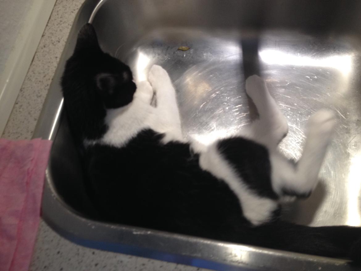 Huskat Betha billede 11