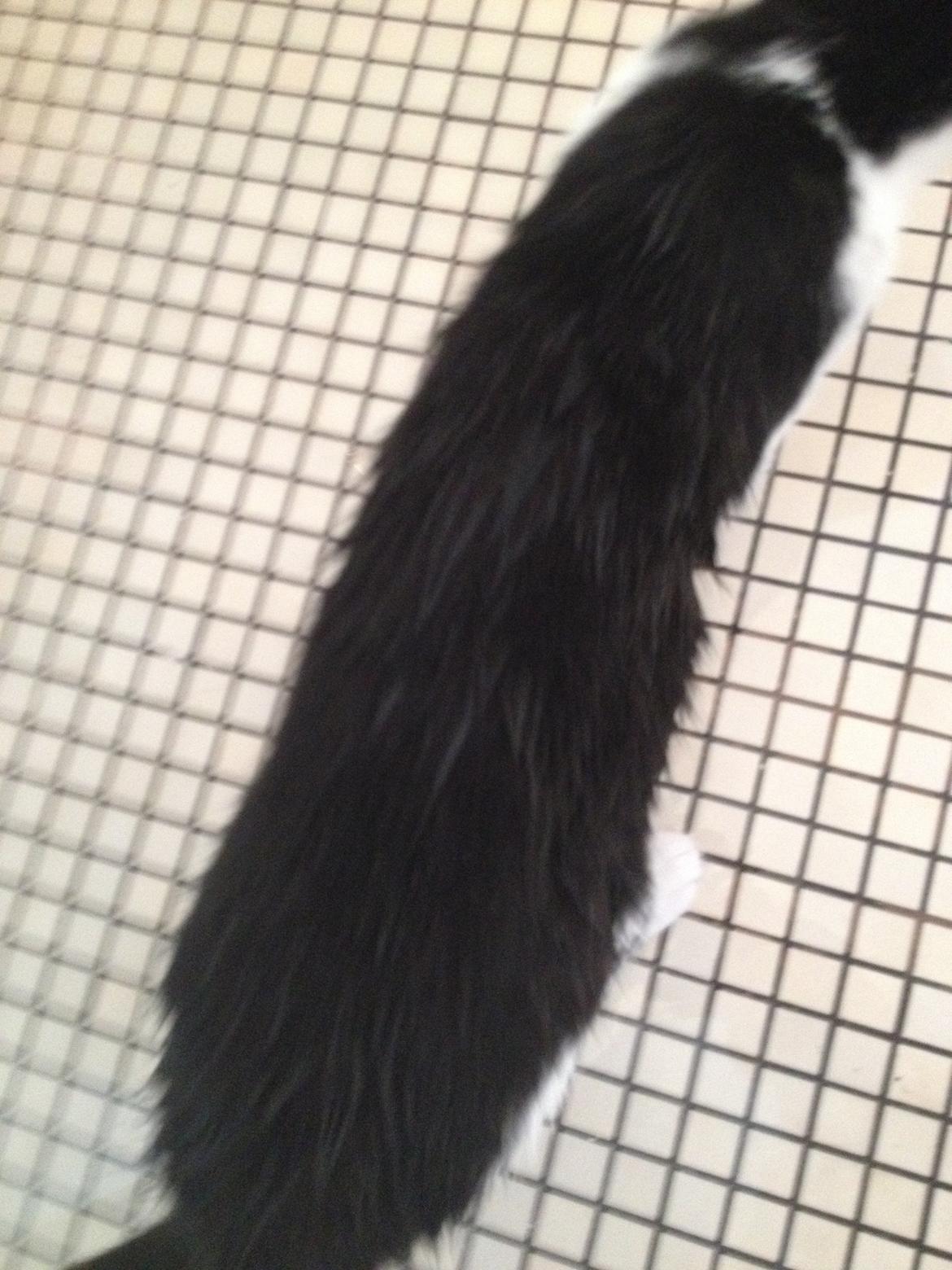 Huskat Betha - ja, det var så en af de gang hun blev meget våd, efter en legetur med vand billede 12