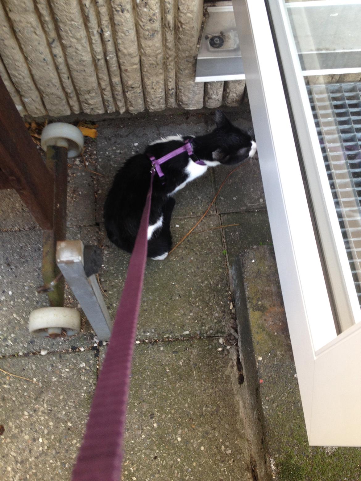 Huskat Betha - Først gang ude billede 13