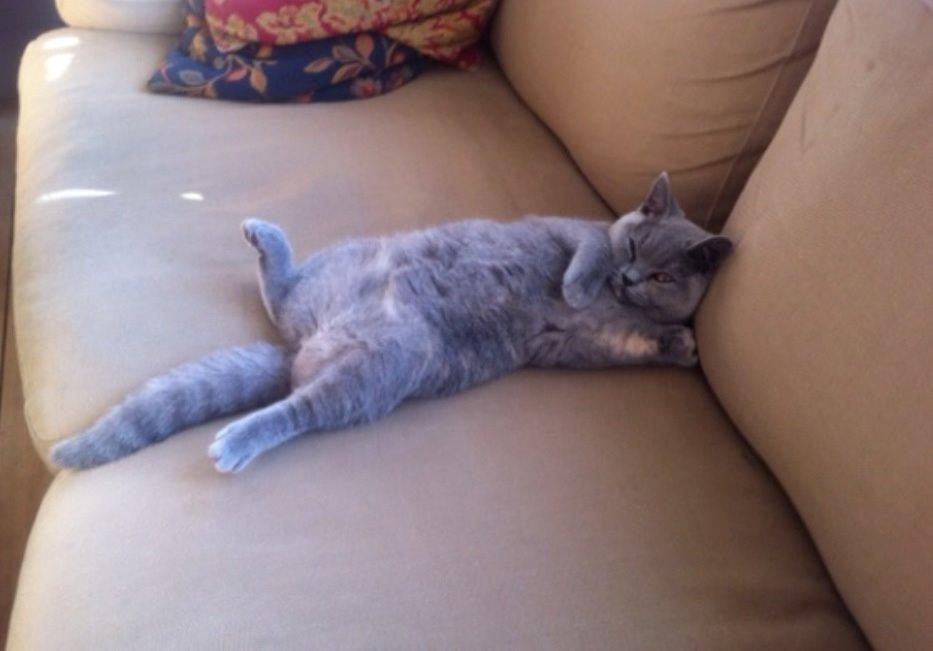 British Shorthair Nora billede 9