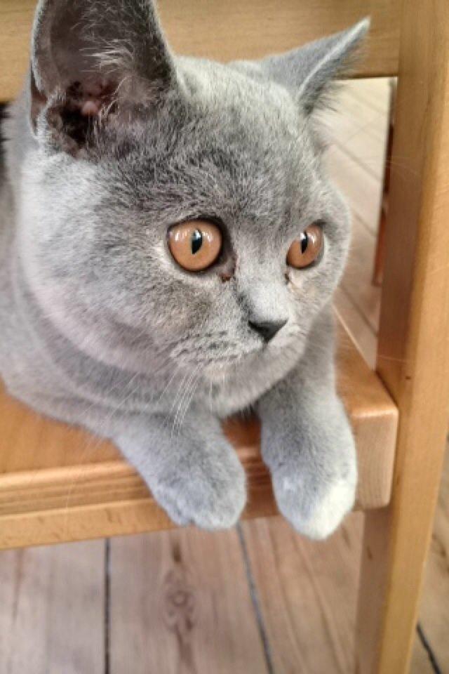 British Shorthair Nora billede 10