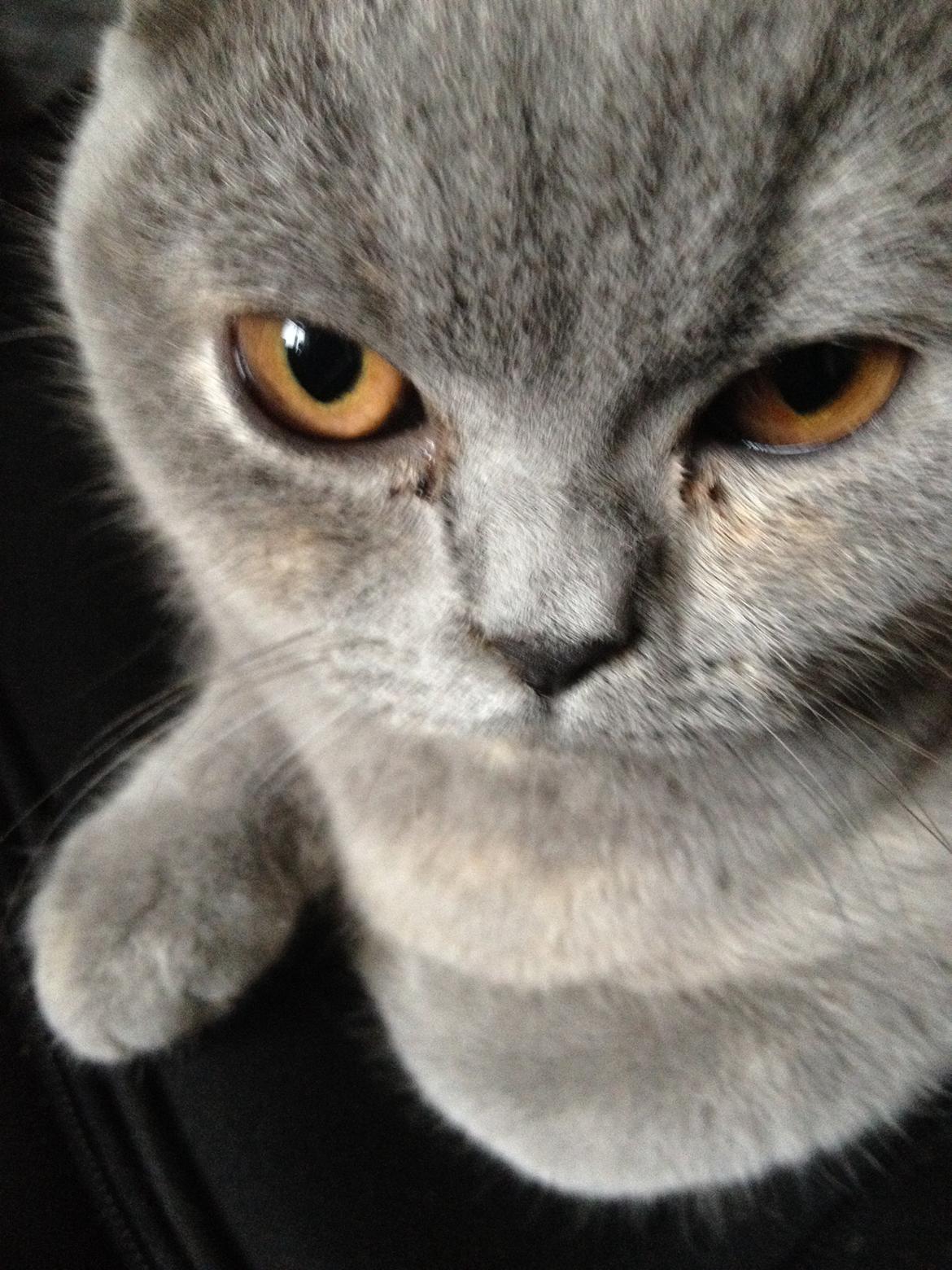 British Shorthair Nora billede 11