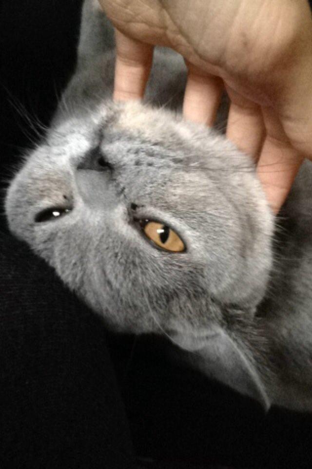 British Shorthair Nora billede 13