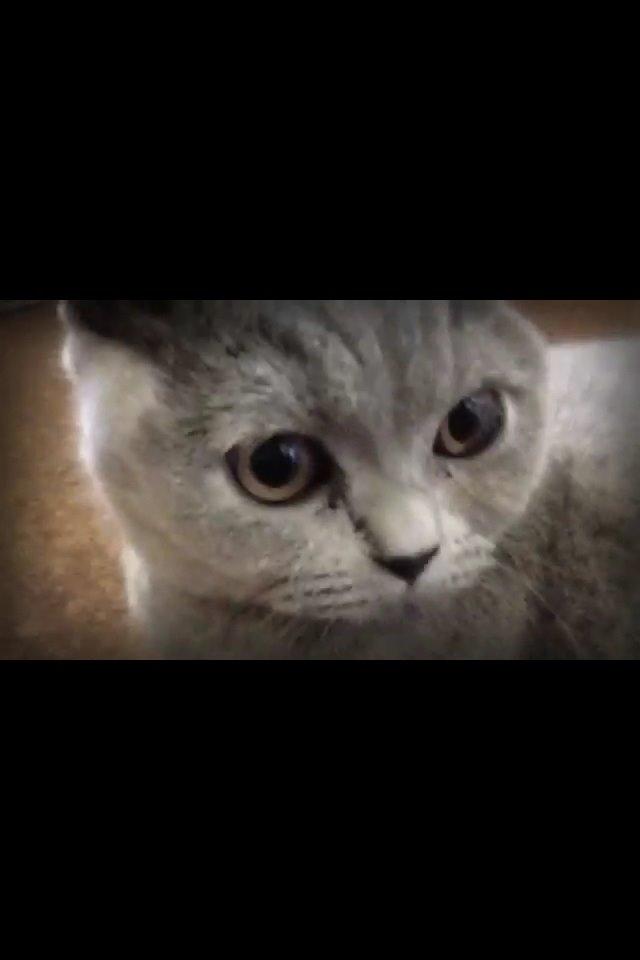 British Shorthair Nora billede 12