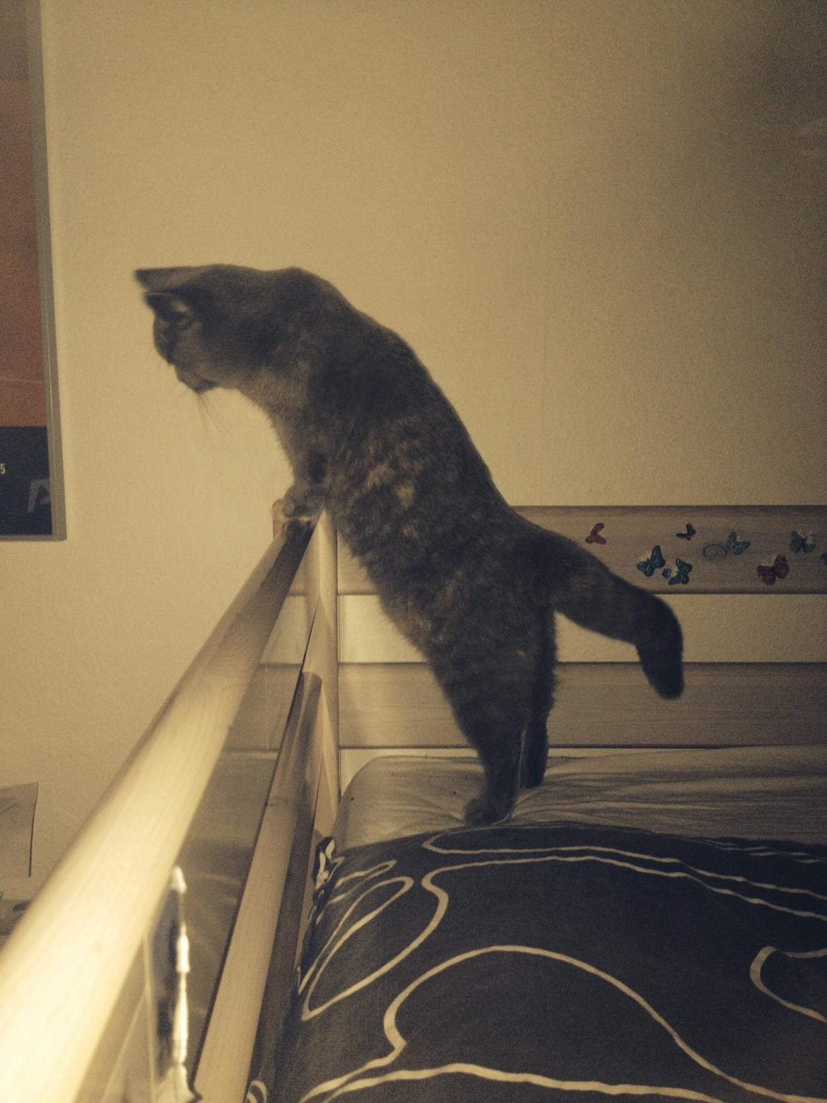 British Shorthair Nora billede 15