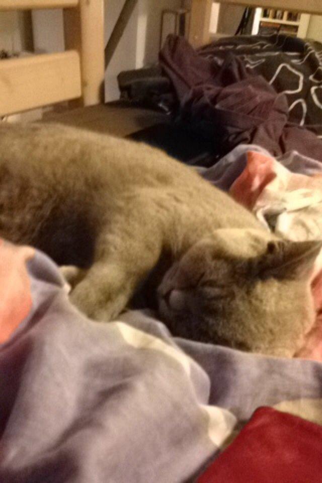 British Shorthair Nora billede 14